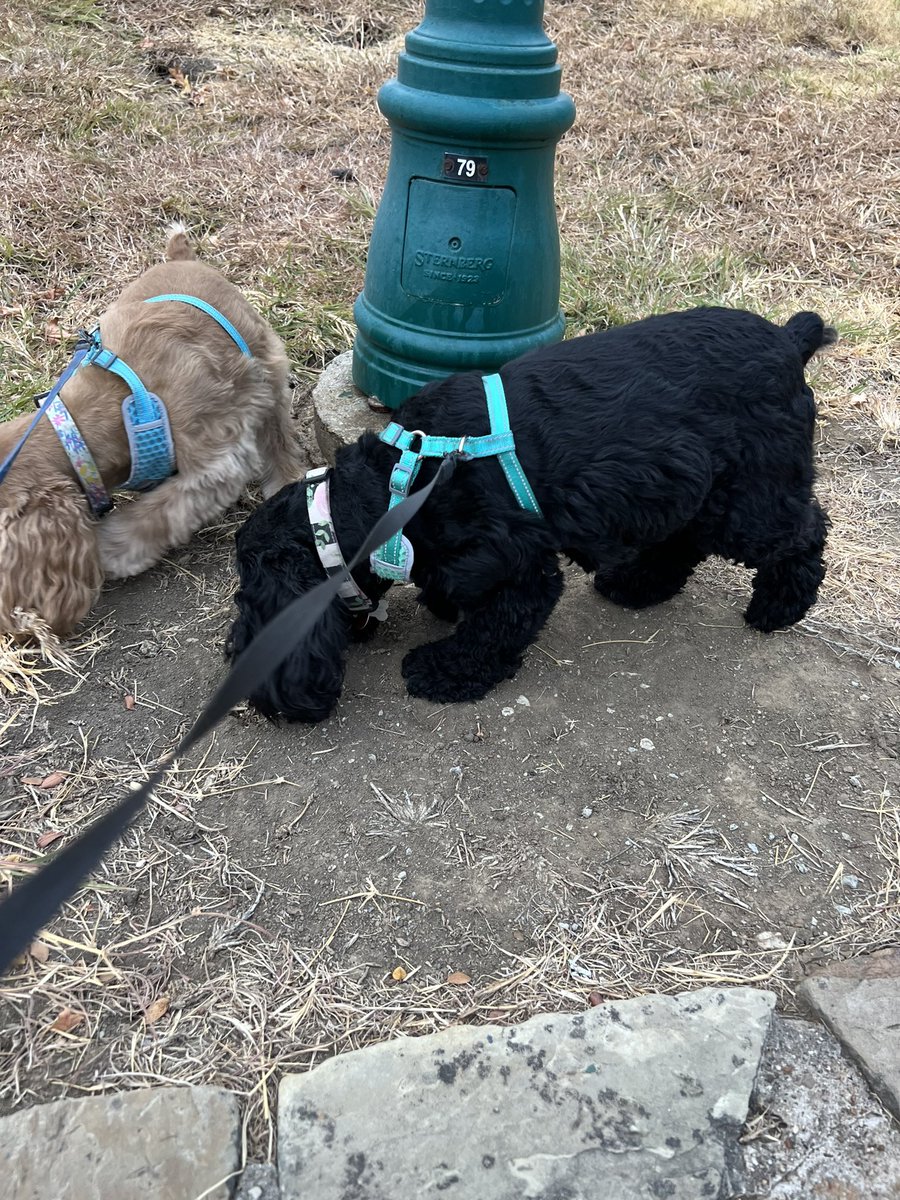 LadybugBarkAlot's tweet image. Frens! Wuz cool enough 4 WALKIES!!!! We sniffed lots of sniffs, left lots of peemail, &amp;amp; dinna bork at any1! Hoo vv proud of us. But over da years Hoo sez neighborhood has become vv Indian &amp;amp; even tho we are vv smol most neighbors scairt of us. One lady screamed at ❄️. Hoo vv 😢