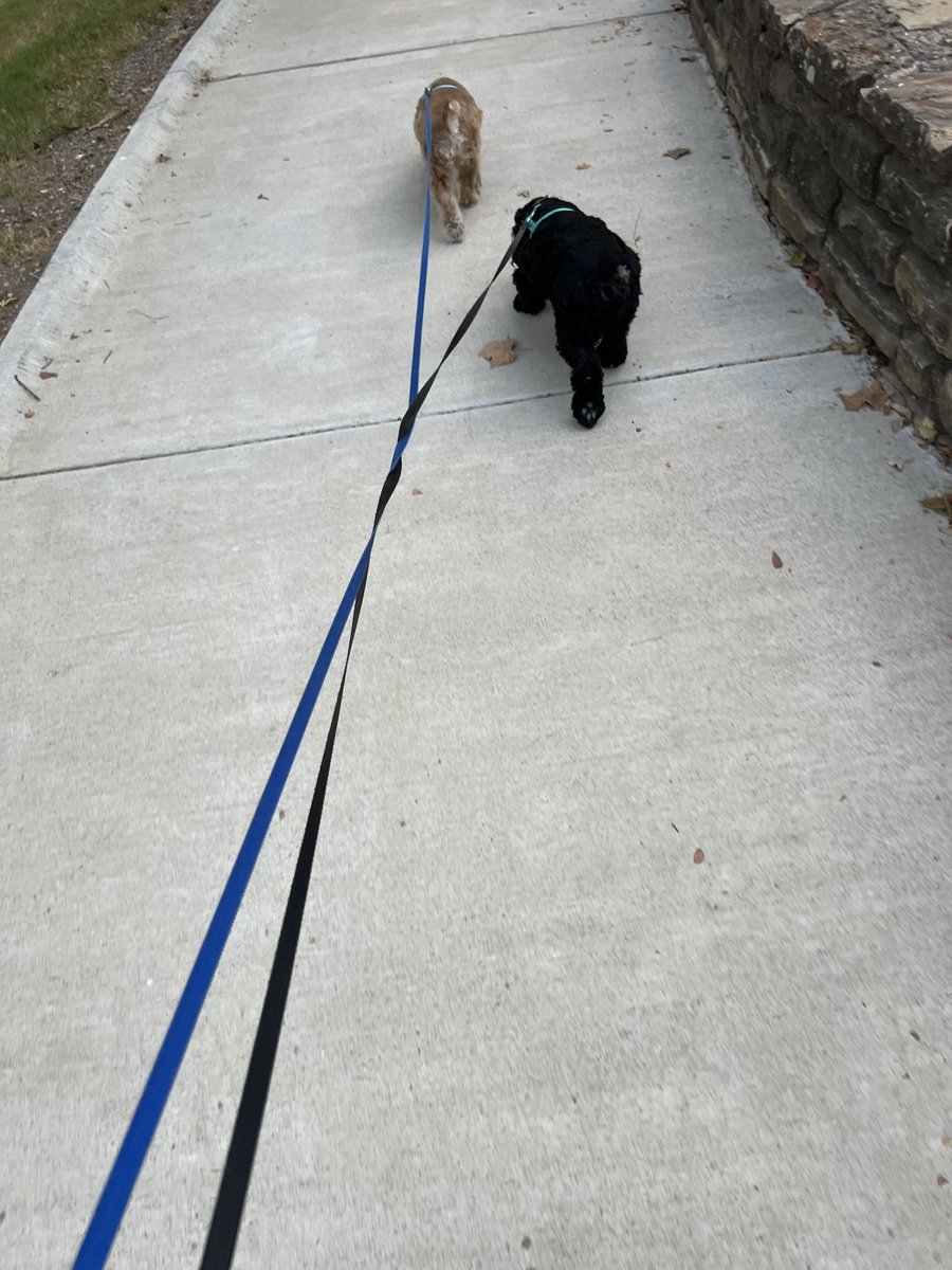 LadybugBarkAlot's tweet image. Frens! Wuz cool enough 4 WALKIES!!!! We sniffed lots of sniffs, left lots of peemail, &amp;amp; dinna bork at any1! Hoo vv proud of us. But over da years Hoo sez neighborhood has become vv Indian &amp;amp; even tho we are vv smol most neighbors scairt of us. One lady screamed at ❄️. Hoo vv 😢