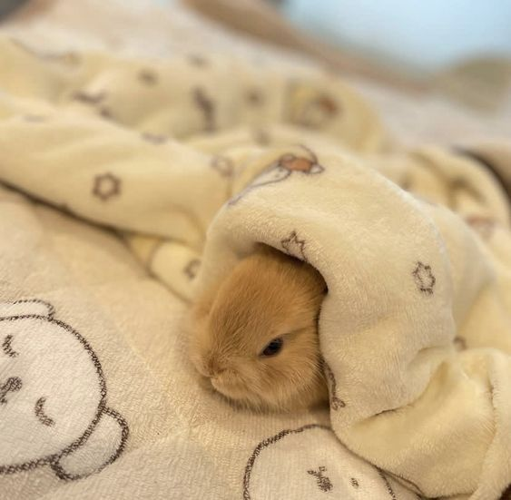 RabbitEveryHour's tweet photo. https://t.co/zCFMFhbyZ9