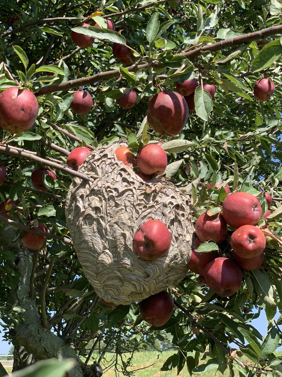 Here on the farm, some years are good for certain things and some years aren’t. This year was particularly good for apples. The trees are loaded. Here a wasp nest envelopes one of our branches. We steered clear. #farmlife #howboutthemapples