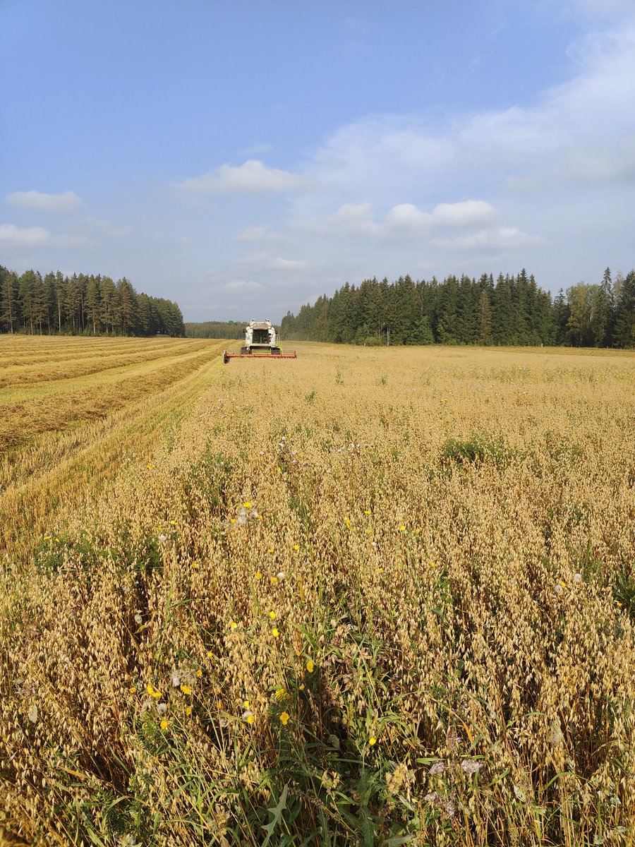 Nyt on ollut poikkeuksellisen hyvät sadonkorjuu olosuhteet kaakossa viikon verran, päivät aurinkoisia ja suorastaan kuumia, yöt myös lämpimiä. Kauraa tulee hyvin, laatu vielä arvoitus, mylly tavaraa todennäköisesti. Pitää olla tyytyväinen, muualla huomattavasti hankalampaa.