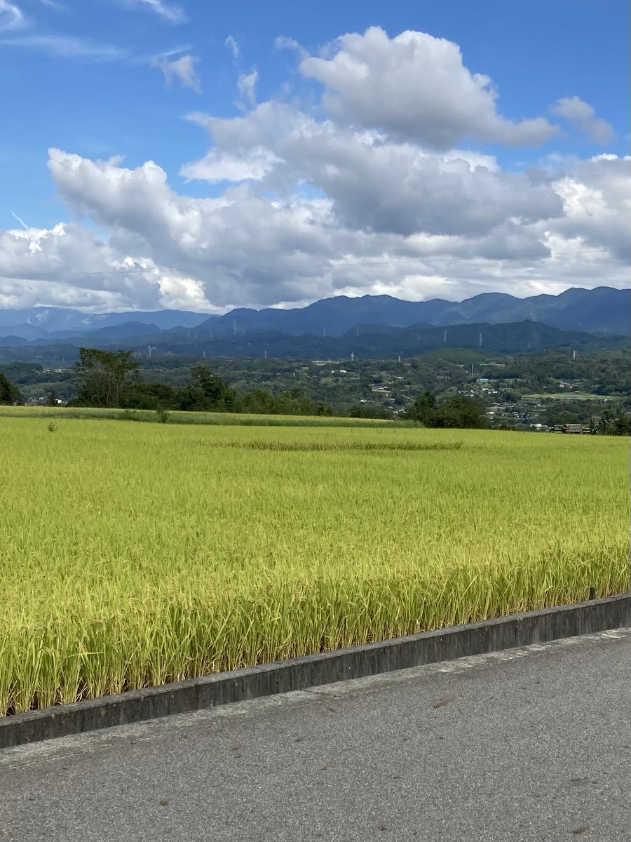 sgr3y's tweet photo. 日中の暑さが少〜しやわらいだので、今週から昼休みのウォーキングを再開。
この景色は贅沢ですわ。
トンボ飛びまくってます。 https://t.co/HgYn3FdJCA
