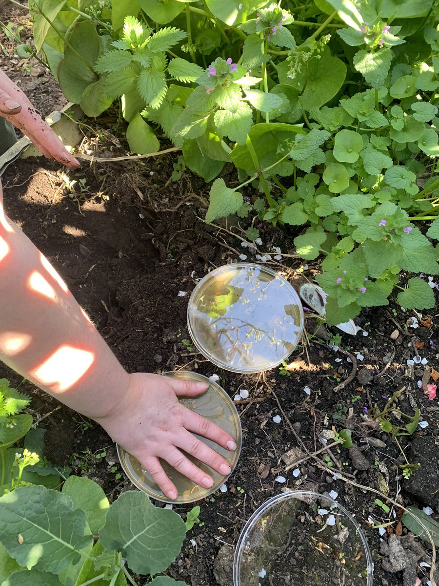 DrHHNZ's tweet photo. The incredible Holly Wellford aka @holly_w96 from @UCNZbiology bravely donated her teeny tiny hands today to SCIENCE… well, for microbe prints on TSA agar plates! What will happen next? @IntMicroDay @MicrobiologyNz #NZLabLife #MicrobesRule #InternationalMicroorganismDay https://t.co/5YmKo8s3EO