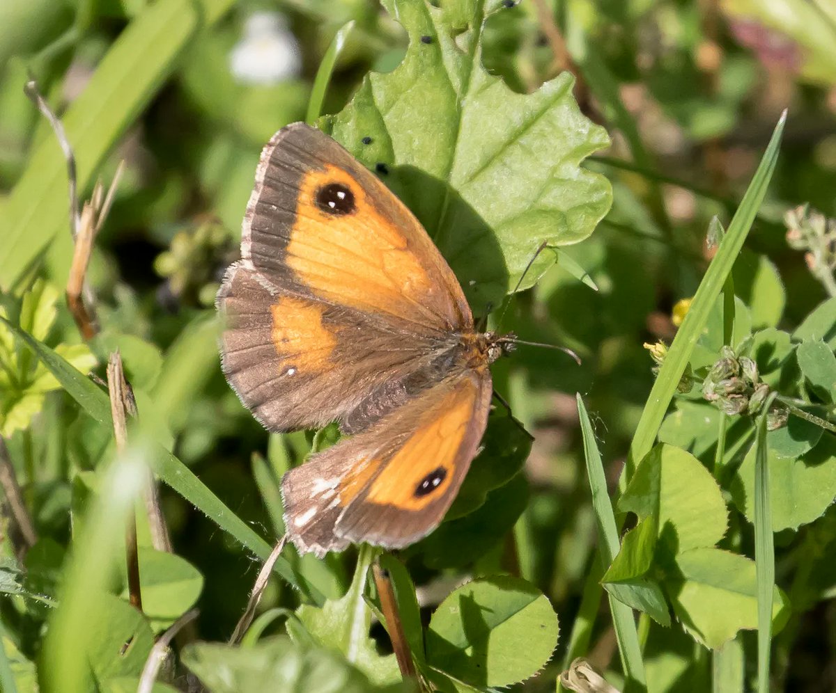 Gatekeeper butterfly - also known as the hedge brown, this butterfly is often found around the edges of woodland, or living among hedgerows.