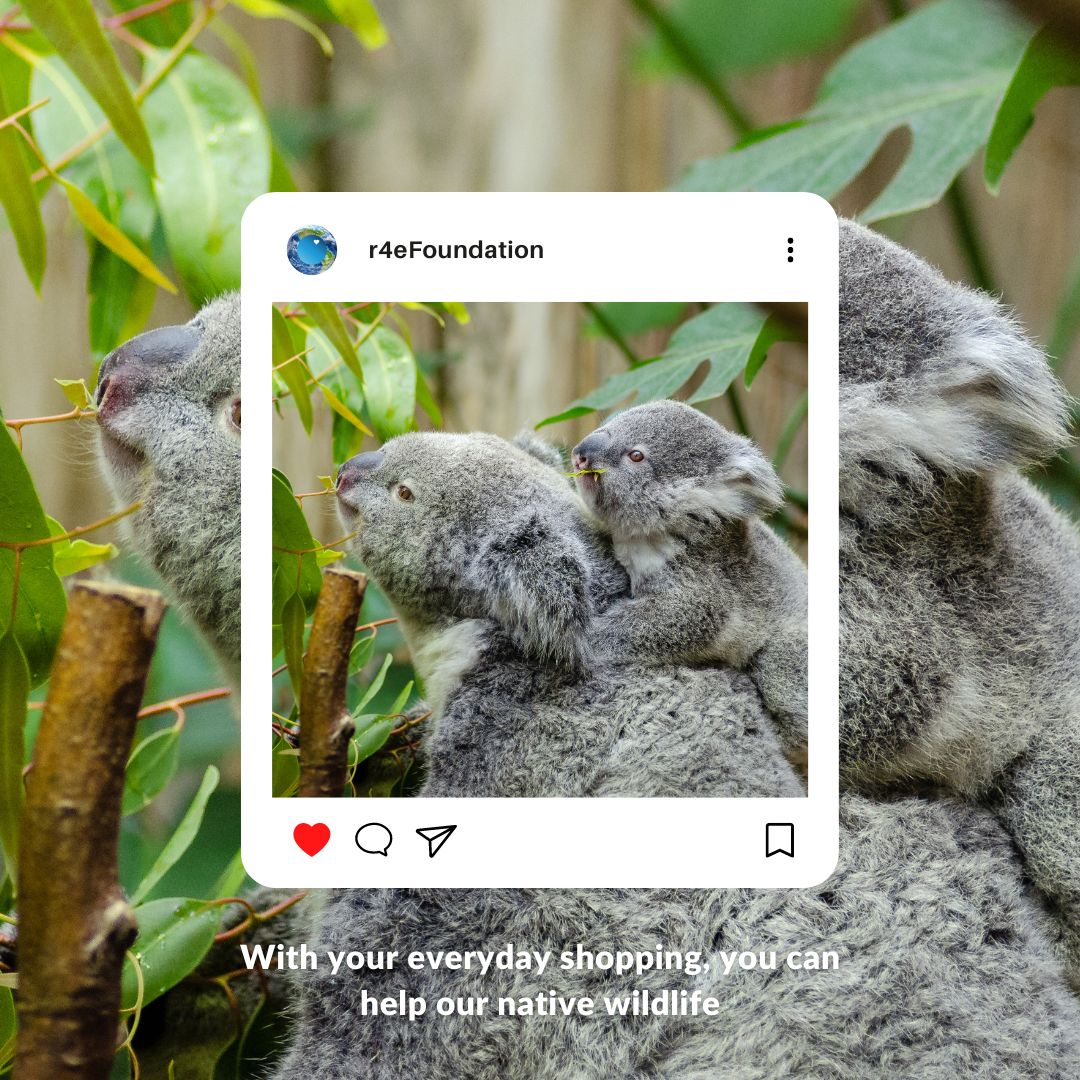R4EFoundation's tweet photo. The Currumbin Wildlife Hospital is always in need of support, which is why they are one of our Beneficiaries. When you choose them as your charity and do your everyday shopping, you earn Erth Points and so does the Currumbin Wildlife Hospital! https://t.co/9TuTgmeIIC