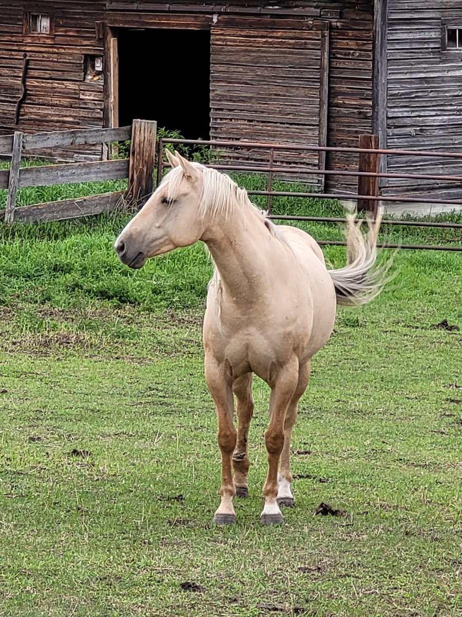 Jason_E_Woods's tweet photo. This lovely animal wanted to say when we stopped on our way back from the lake the other day.
@TamaraVineberg
@WillyGrant
#travelAB
#exploreABwithme https://t.co/yhWj8Iz2Rk