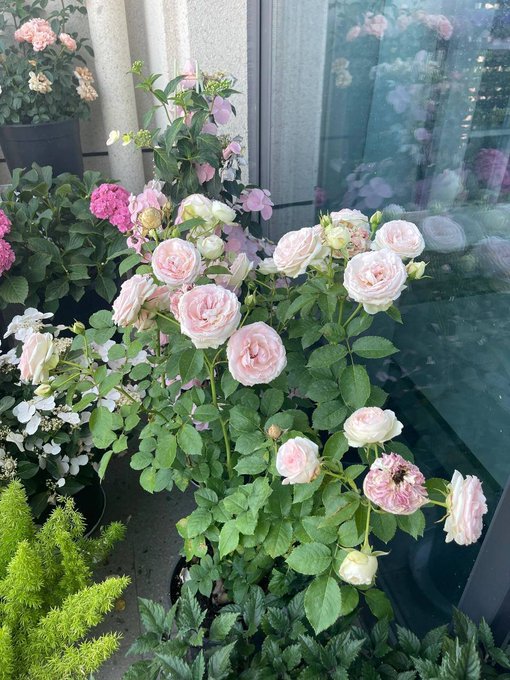 Good morning, I wish my friends today's mood is as beautiful as flowers🥰📷 🥰