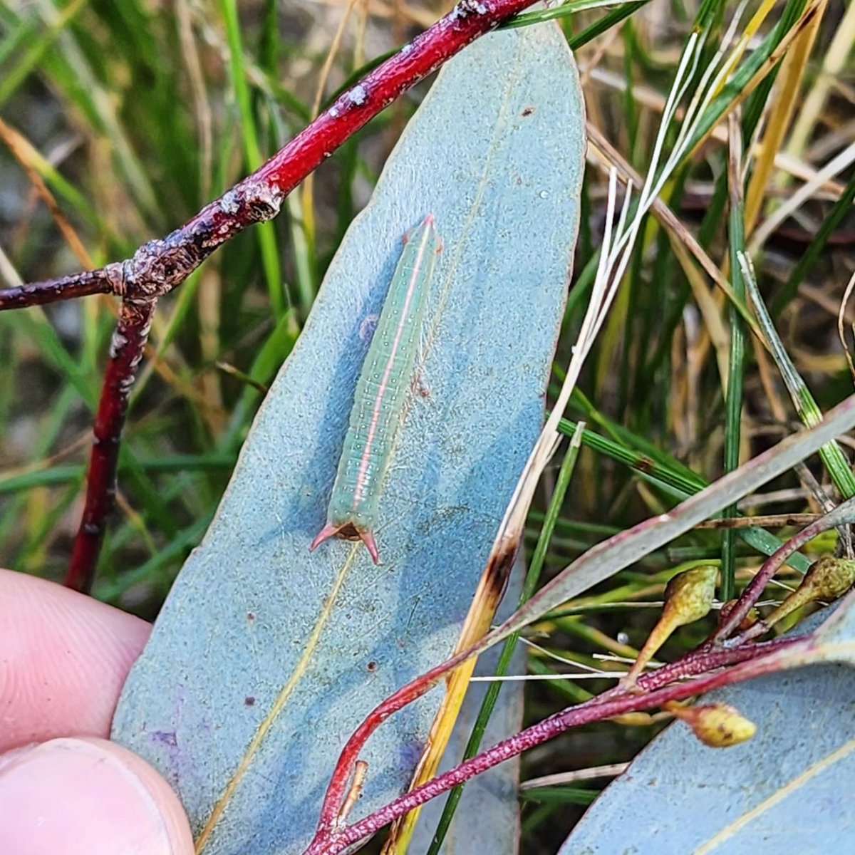 EucalyptAus's tweet image. Check out this fantastic #caterpillar we just found on fallen gumleaves!

The camouflage is amazing! Not only does it have a stripe down the back like the midrib of a gumleaf, but those two red prongs above its head match the colour of the leaf stalks! 

Can anyone ID? #mothID
