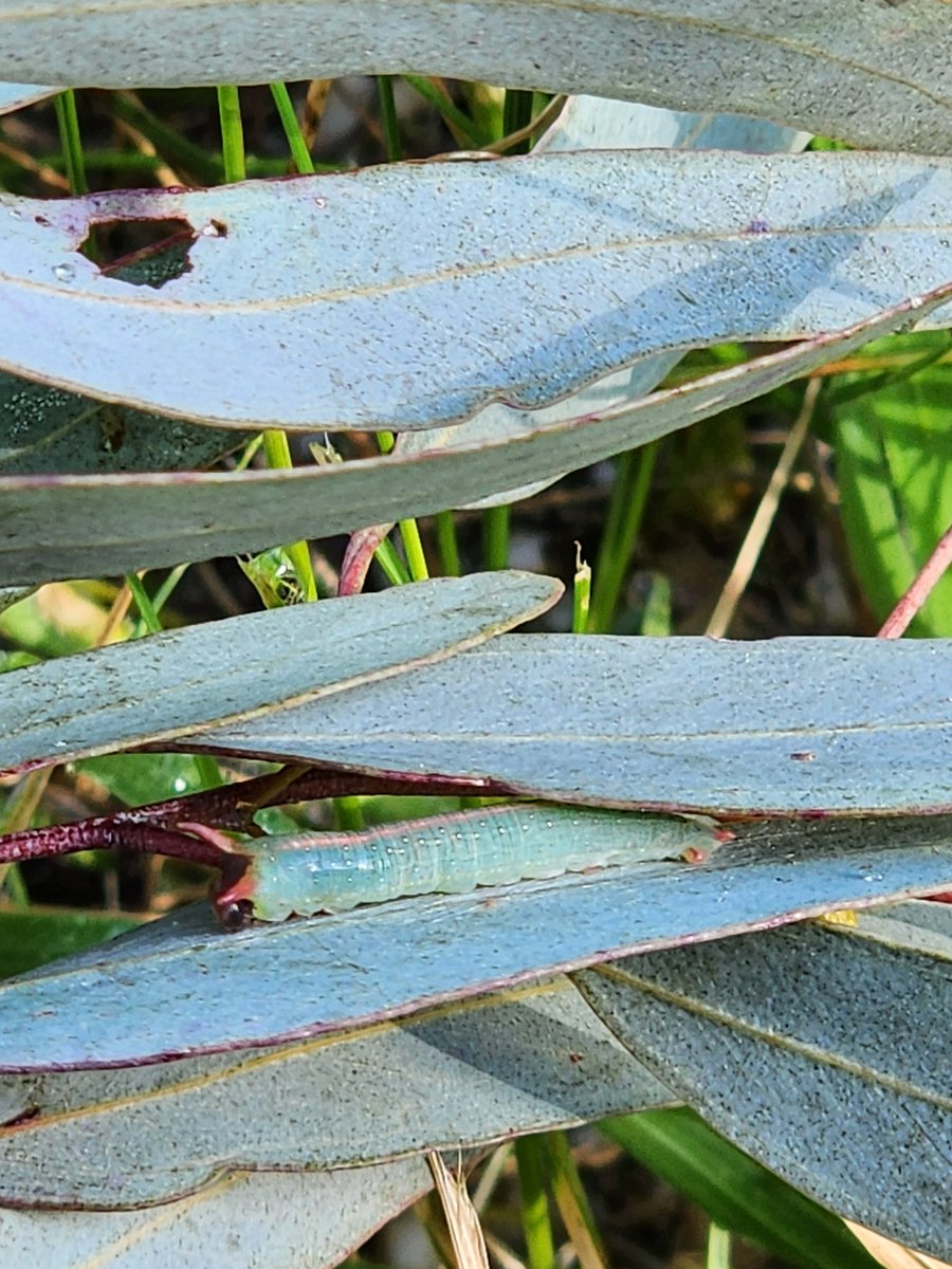 EucalyptAus's tweet image. Check out this fantastic #caterpillar we just found on fallen gumleaves!

The camouflage is amazing! Not only does it have a stripe down the back like the midrib of a gumleaf, but those two red prongs above its head match the colour of the leaf stalks! 

Can anyone ID? #mothID