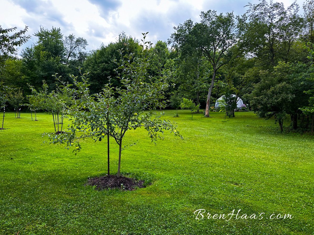<a href="/TheGardenChat/">#gardenchat</a> Winesap apple tree - we got over a dozen from the tree we planted 2 years ago!  #gardenchat