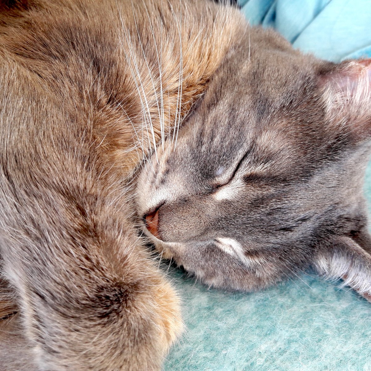 YungEnChee1's tweet image. 💯💯💯 No way would I ever let this lil muppet free-range out in the neighbourhood!

#IndoorCats