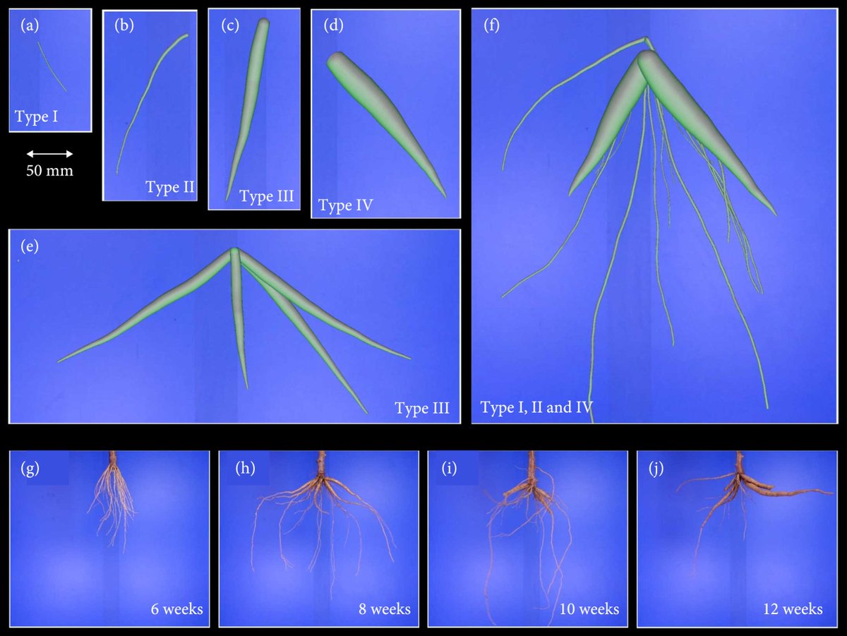 PPhenomics's tweet photo. Introducing an innovative method for automatic cassava root analysis. Enables faster, reliable phenotyping for high-yield breeding. Crucial for global starch supply. #CassavaResearch #AgriTech π±π
Details: https://t.co/ZNlkmGy98U https://t.co/ZjDwWMMz7W