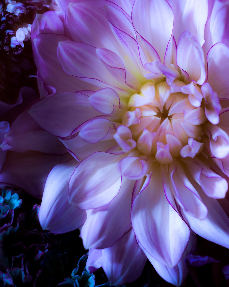flovvers_io's tweet photo. Macro Photography of Dahlia https://t.co/09BCek9gpz