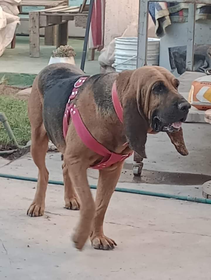 #urgente Hace minutos robaron a Luna; una perra entrenada para la búsqueda y rescate de personas. Pertenece al cuartel de Bomberos de Las Heras. Se solicita difundir su foto y darle mucha visibilidad para que aparezca. 
#robaronaluna #perra #bomberoslasheras