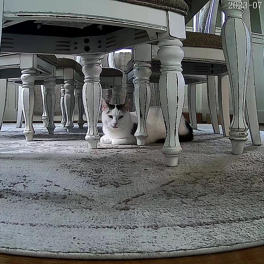 Wansviewoffical's tweet image. Better than what I was looking for! We usually always take our Oliver with us on trips but this time we could not.I was looking for an #automaticfeeder for him and came across this.
Not only can you #autofeeding, we have motion alerts and we can talk to him!
#cat #wansviewP1