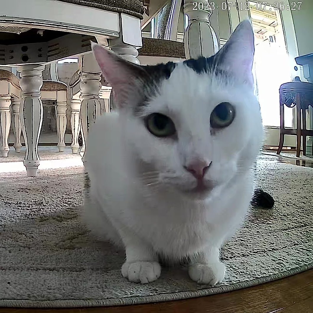 Wansviewoffical's tweet image. Better than what I was looking for! We usually always take our Oliver with us on trips but this time we could not.I was looking for an #automaticfeeder for him and came across this.
Not only can you #autofeeding, we have motion alerts and we can talk to him!
#cat #wansviewP1