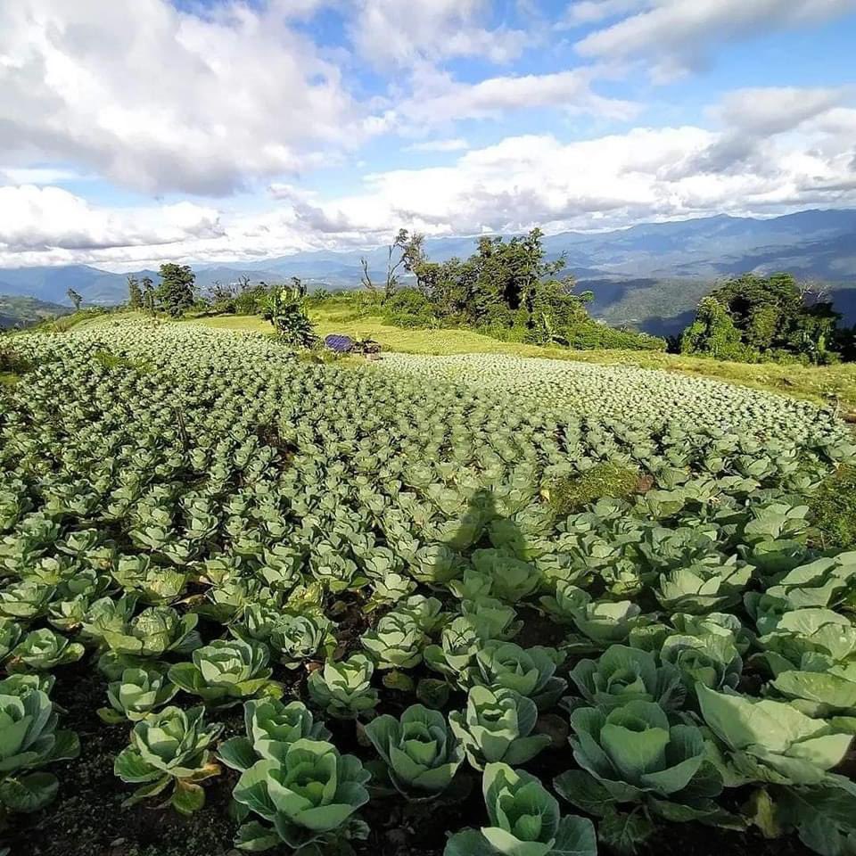 ManipurReport's tweet photo. Organic cabbage farming

Great Work People 

📍 Makuilongdi Village, Senapati. 

📸 @augustine_liangmai https://t.co/4pdaAJtzT6