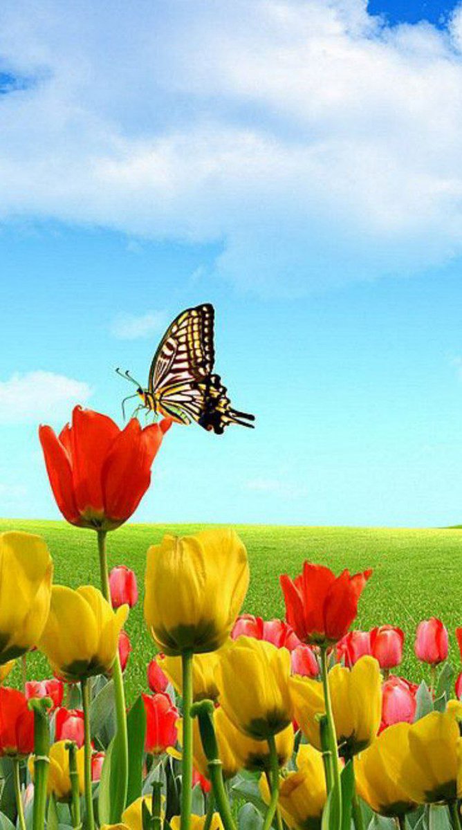 0Toughguy's tweet photo. مگریز ز غم ای جان، در درد بجو درمان

کز خار بروید گل، لعل و گهر از خارا

#مولانا 

سلام مهربانان😍
صبح سه شنبه تون بخیر💐
روزتـون زیـبا🌻

#مهسا_امينی
#اتحاد https://t.co/3WRGw33C3G