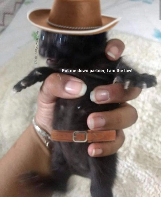 WholesomeMeme's tweet photo. https://t.co/7LV3CympNR