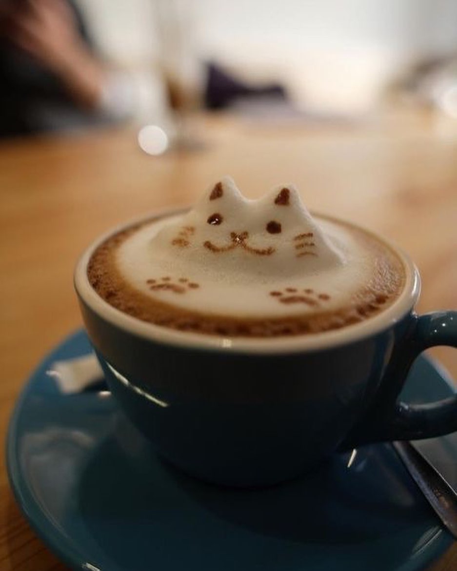 Kate260200's tweet photo. Good Morning ☕️ Bé mèo dễ thương quá 😍 https://t.co/rj9rWCaDIV