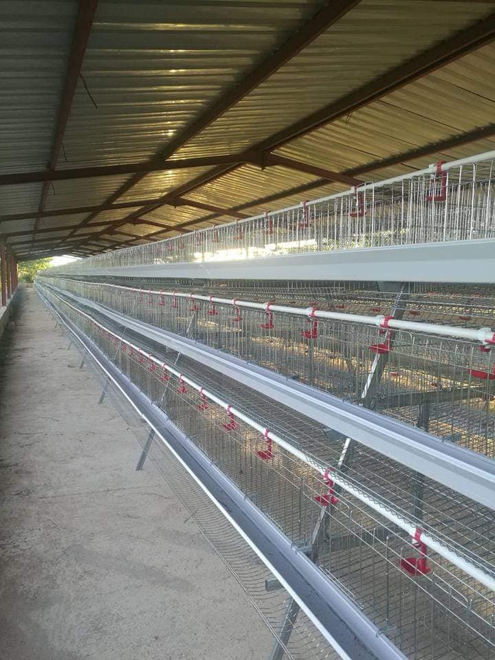 LiviCage's tweet photo. Modern poultry cage systems can accommodate 50,000 bird per shed, raising your breeding efficiency to an unprecedented level！

Whatsapp: +86 15090085057

Choose Livi Machinery to take your poultry farming business to new heights! #chickencage #layercage https://t.co/UZp0jTyE1f
