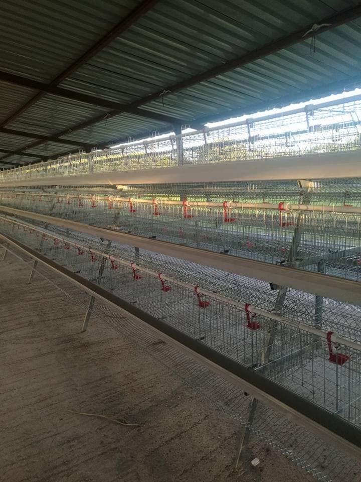 LiviCage's tweet photo. Modern poultry cage systems can accommodate 50,000 bird per shed, raising your breeding efficiency to an unprecedented level！

Whatsapp: +86 15090085057

Choose Livi Machinery to take your poultry farming business to new heights! #chickencage #layercage https://t.co/UZp0jTyE1f