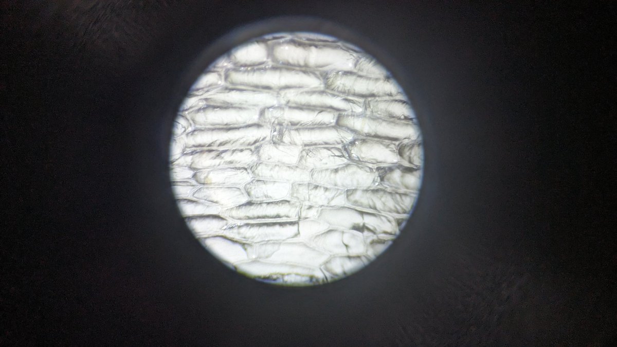 Looking at plant cells under a microscope, with and without stains