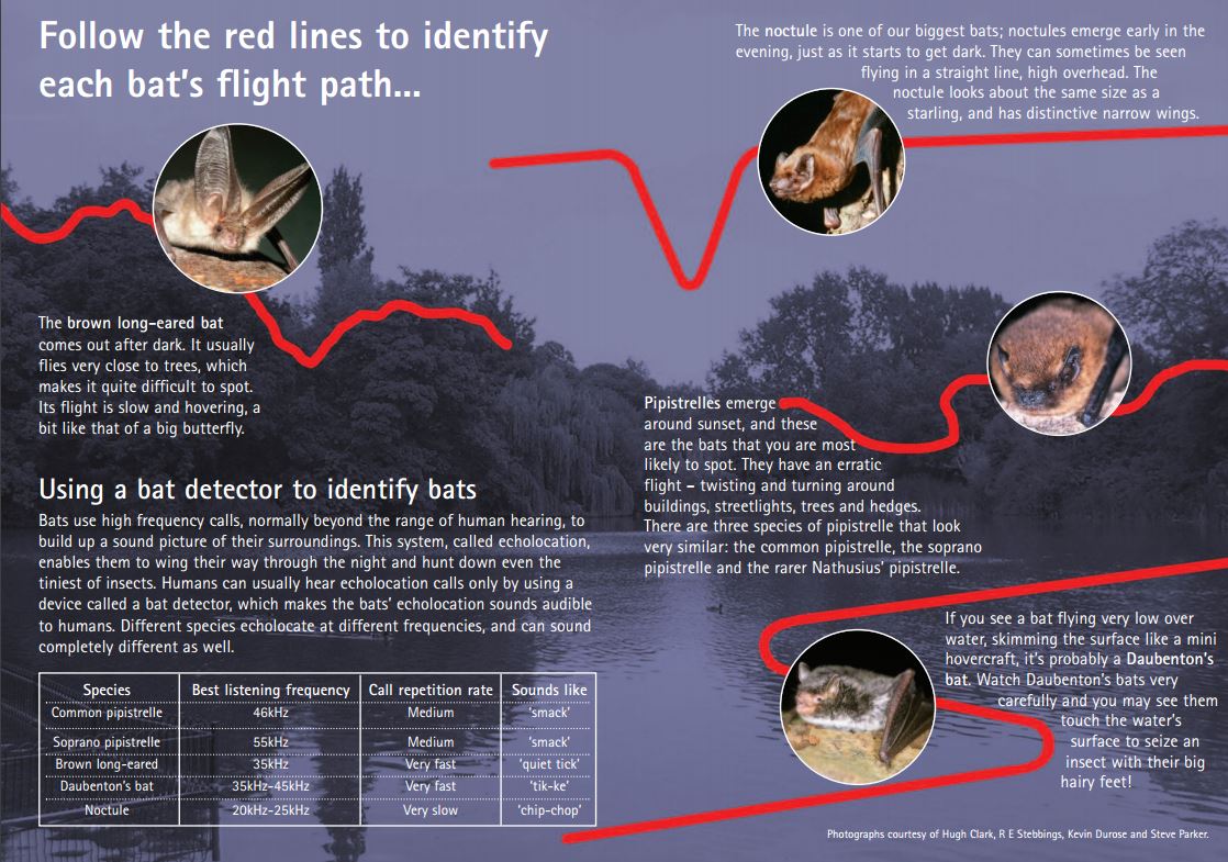 With this warm weather bats are still out and about so look up to see bats fluttering around. It's not easy to identify bat species in flight without a bat detector but our 'What bat is that' leaflet might be able to help identify some of the most common species: