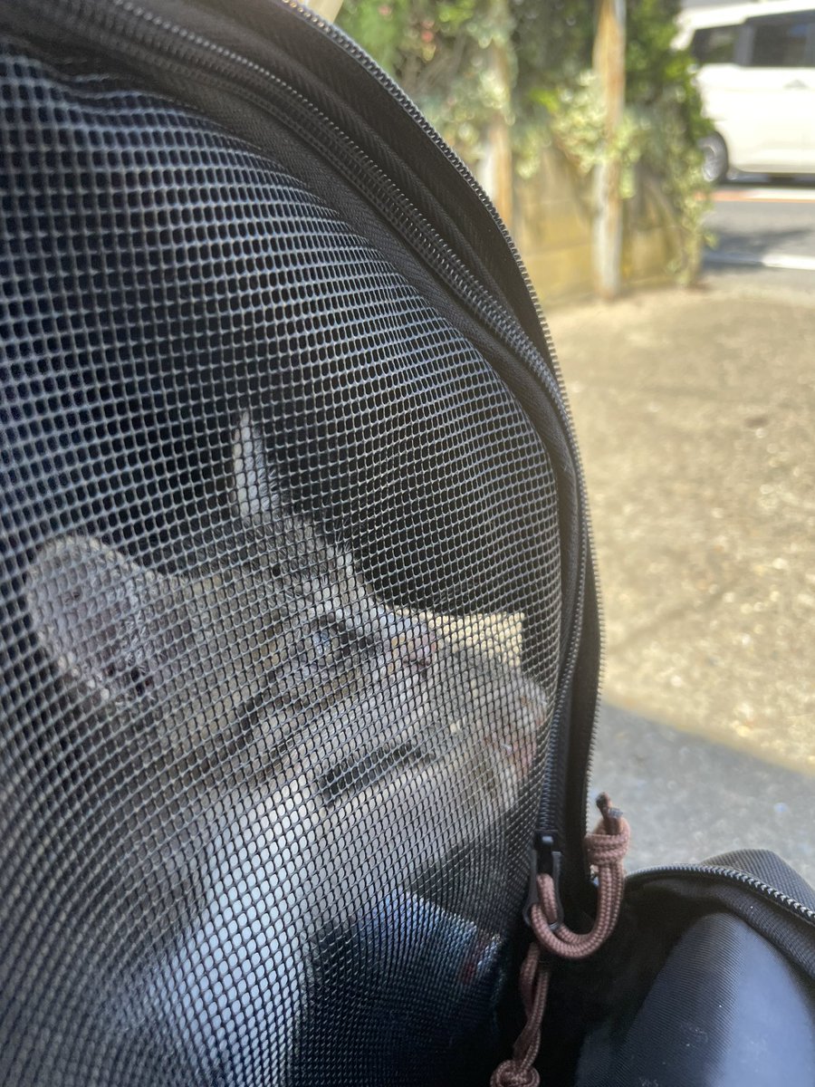 yui_frt34's tweet photo. #保護猫
#保護猫カフェ

保護猫カフェへお邪魔してきました。その猫の数の多さにびっくり！全員保護猫だそう。皆人懐っこくてきっとぺこも馴染んでくれそう。ペコちゃんとお別れしてきました。店員の優しいお姉さん、よろしくお願いします

…外出てちょっとﾎﾛﾘしちゃった https://t.co/S9n9JBa2HF