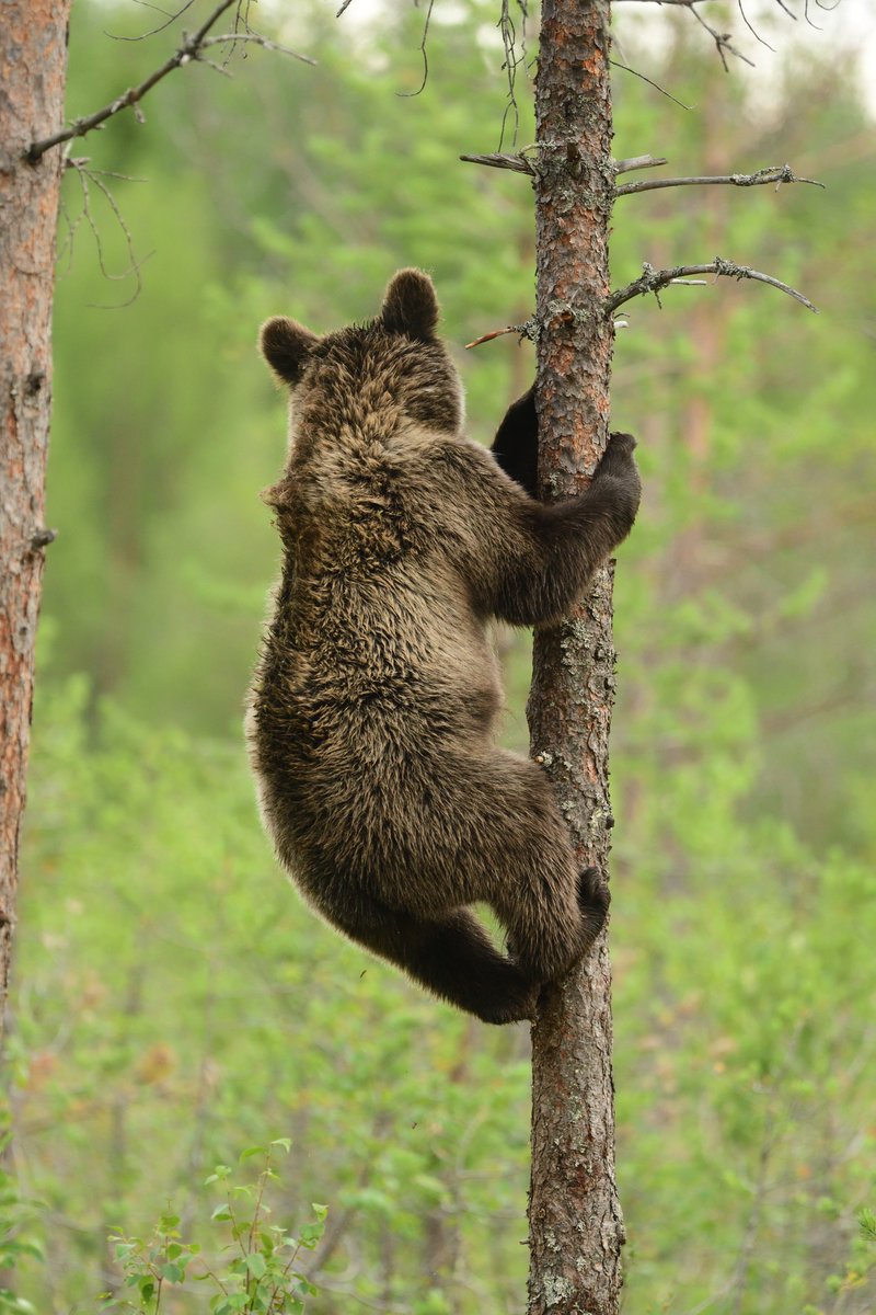 Tree Hugger. From a recent bear watching trip in Finland. The brown bear is the largest predator in Europe, and there are approximately 2,000 Brown Bears in Finland, it is Finland's national animal. #wildlifephotography #Bears #nature