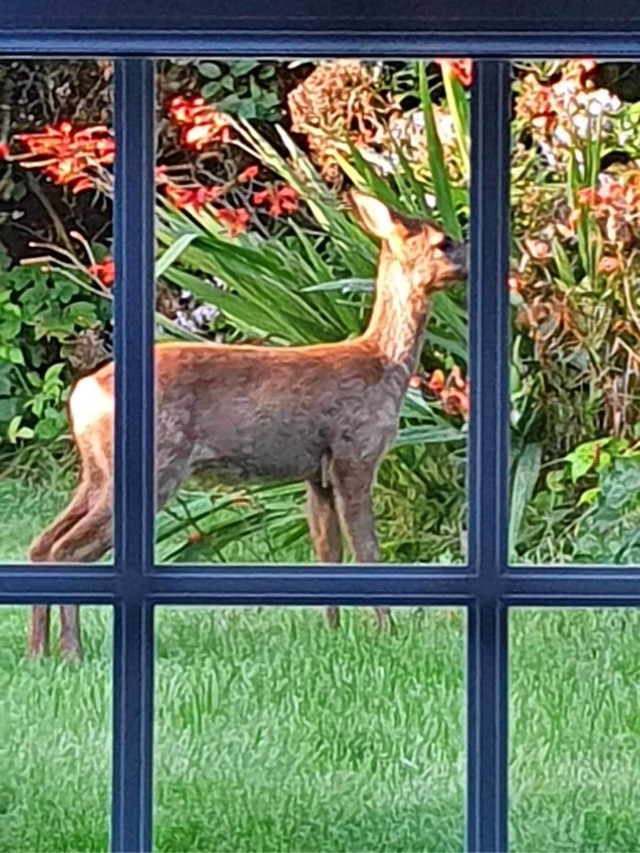 Coops8151317's tweet photo. Surprised to see 2 deer feeding on the flowers in the garden this morning.  Tilly, the Maltese terrorist was desperate to go and meet them. https://t.co/SCIMT0cwX4