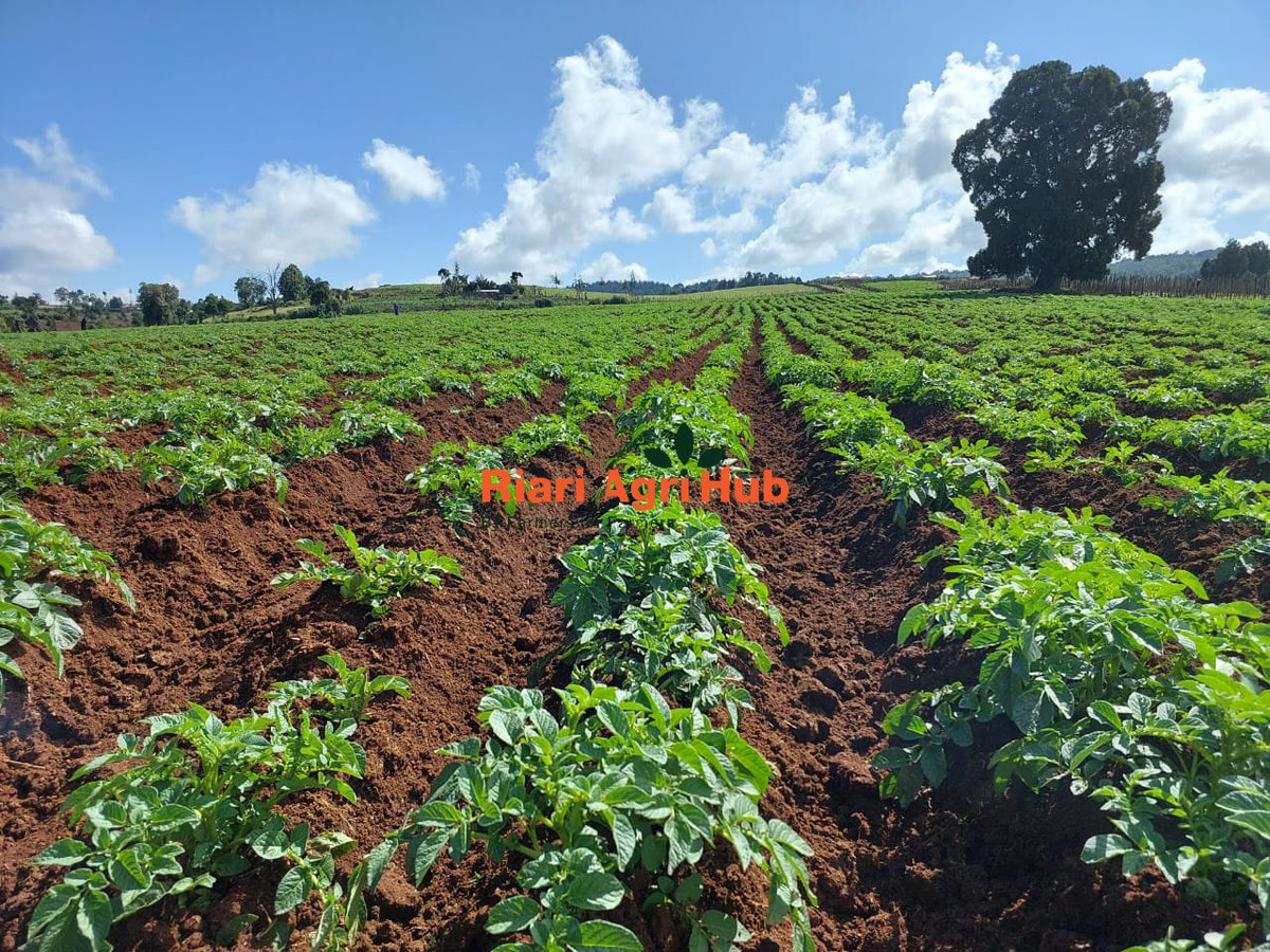 RiariAgriHub's tweet photo. People will stare at your farm and when they do, let it be worth it.

Get your #CertifiedSeedPotatoes from Riari Agri Hub. 

Click https://t.co/qU7N046YO7 to book Certified Shangi variety today. https://t.co/AP4MPAFPGA