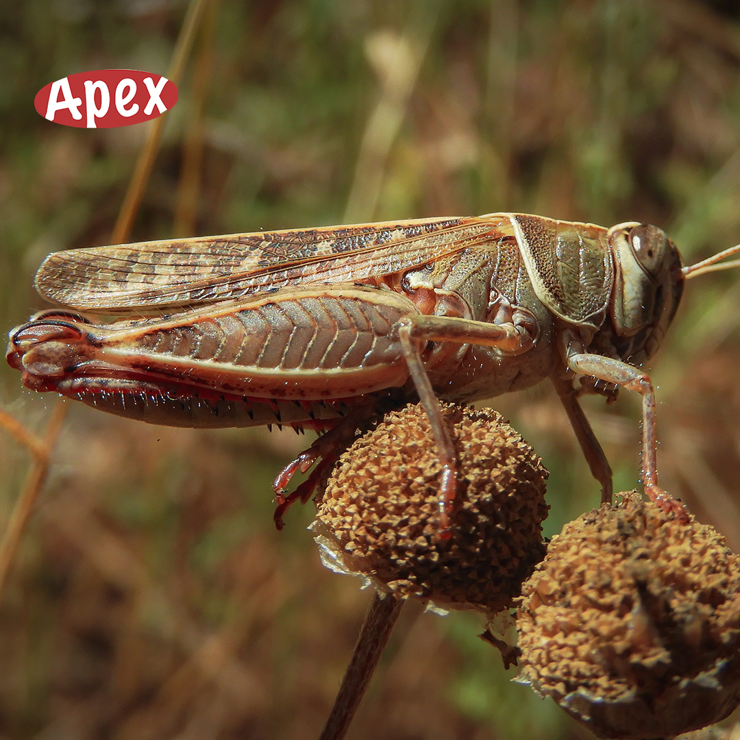ApexTradeSolu's tweet image. Did you know? Locust swarms have the power to devour entire fields of crops, threatening food security for millions. 🌾🌍  

Call us at 0203 3765 844 to learn more. 🌿🐜 

#APEXTradeSolutions #PestControl