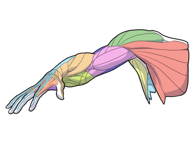 「伊豆の美術解剖学者@kato_anatomy」 illustration images(Latest)｜4pages