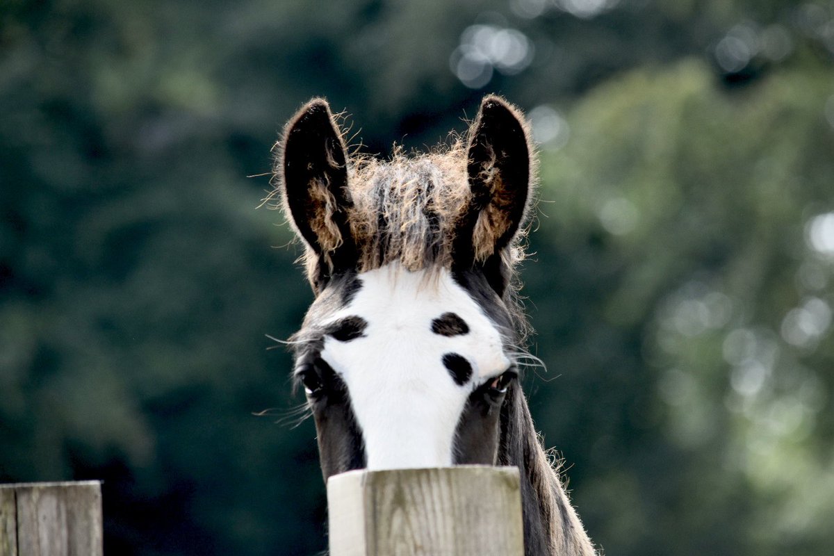 Sledmere Eclipse

He’s grown so much he may need to find a new ‘hide and seek’ spot!

How amazing are his unique markings? 

<a href="/saveourshires/">Shire Horse Society</a> <a href="/RBSTrarebreeds/">RBST</a>