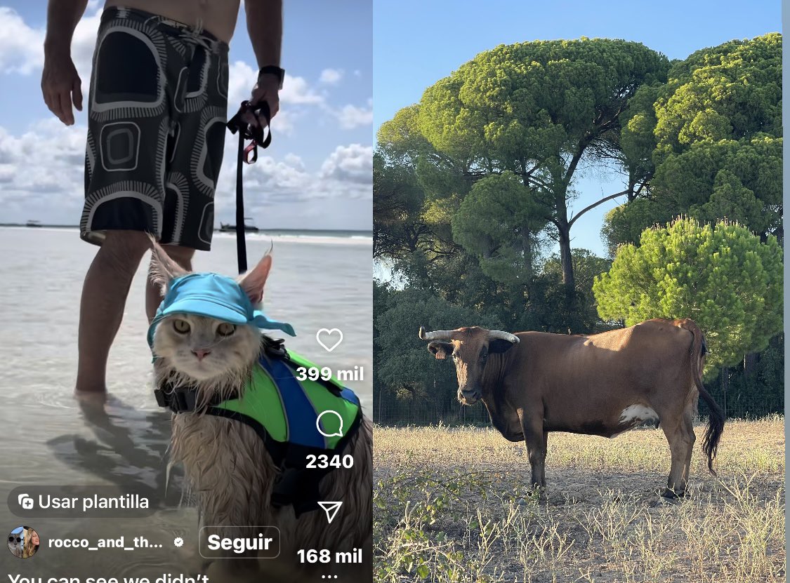 Bienestar animal VS maltrato…