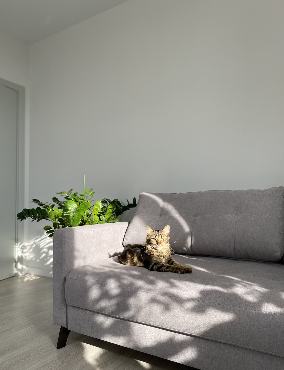 Me: working hard to provide my 11-month kitten with the best.
My kitten: You, slave, work harder! 😺
#CatLife #WorkForCats