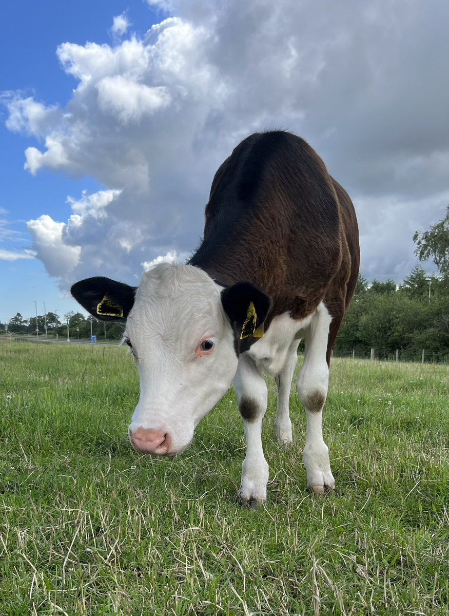 Working towards sustainable roundworm control in cattle…but we need your help! Cattle farmers if you have a spare 5mins please help by filling out this questionnaire hutton.qualtrics.com/jfe/form/SV_8G… @MoredunComms @COWSworms @theBCVA