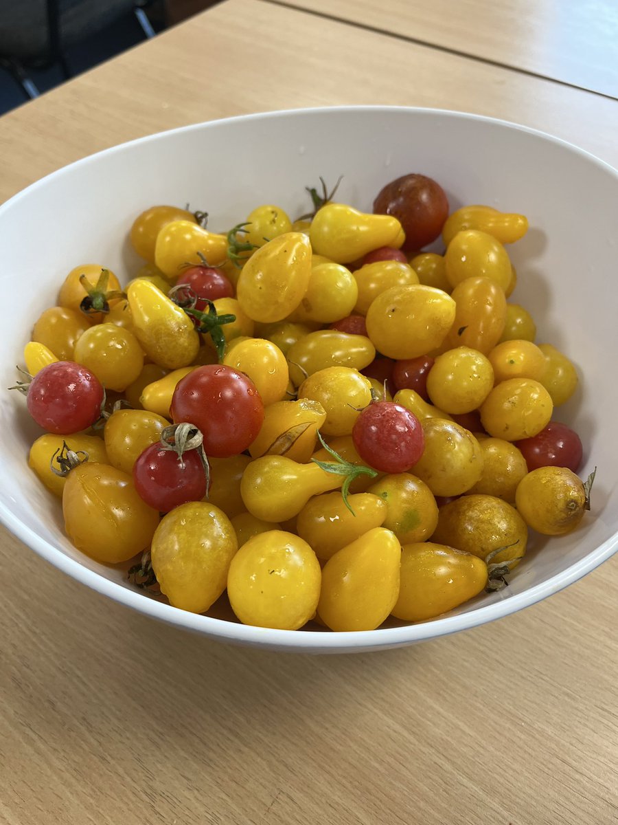 Beautiful tomatoes harvested from our school garden, students and staff have enjoyed our first crop of vegetables and fruits that we started growing last term.