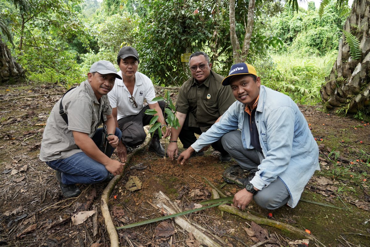 Smallholders in Tawau, Sabah, under the Ulu Kalumpang Agricultural Scheme (UKAS) are set to benefit from an exciting pilot agroforestry project, supported by multi-stakeholders including Sabah Forestry Department, WWF-Malaysia, Unilever &amp; more.

Read here: wwf.org.my/sabahlandscape…