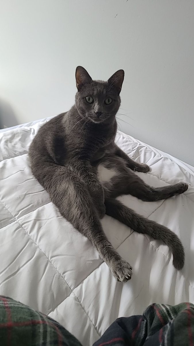 itscorcor's tweet photo. @g0thgoblin I don't have that many funny pictures of my cats, but this one is great.

he's looking at me like HE pays the bills https://t.co/HPOLfOBLKF