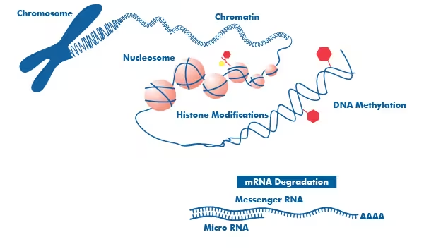 AAGMBJ's tweet photo. Did you know our genes can "remember" experiences? 👥 These molecular tags control gene activity without altering the DNA sequence. From environmental impacts to disease, epigenetics is shaping our understanding of inheritance and health. 🌱 #ScienceMatters #EpigeneticsExplained https://t.co/xFFRvOSlmf