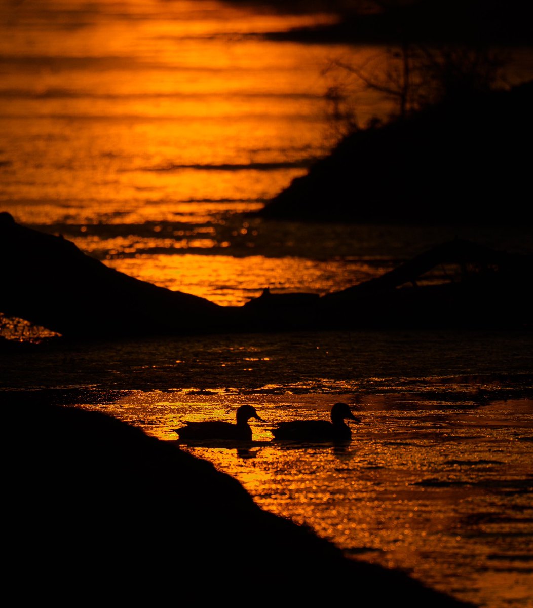 Ranabasak87's tweet photo. Capturing the magical ambience of the wetlands.
Camera: Nikon Z9, 500pf
Location: Rajasthan, India.
#indiaves #bbewildlifepotd #natgeoindia
#NatGeo #ThePhotoHour #BirdsSeenin2023 #birds #bbceart #amazingnature https://t.co/5OVlQeieyu