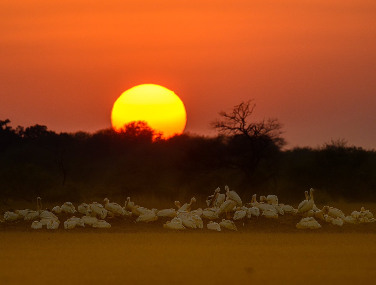 Ranabasak87's tweet photo. Capturing the magical ambience of the wetlands.
Camera: Nikon Z9, 500pf
Location: Rajasthan, India.
#indiaves #bbewildlifepotd #natgeoindia
#NatGeo #ThePhotoHour #BirdsSeenin2023 #birds #bbceart #amazingnature https://t.co/5OVlQeieyu