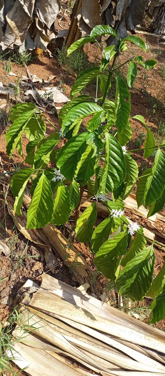 Blick Gloria tweet media