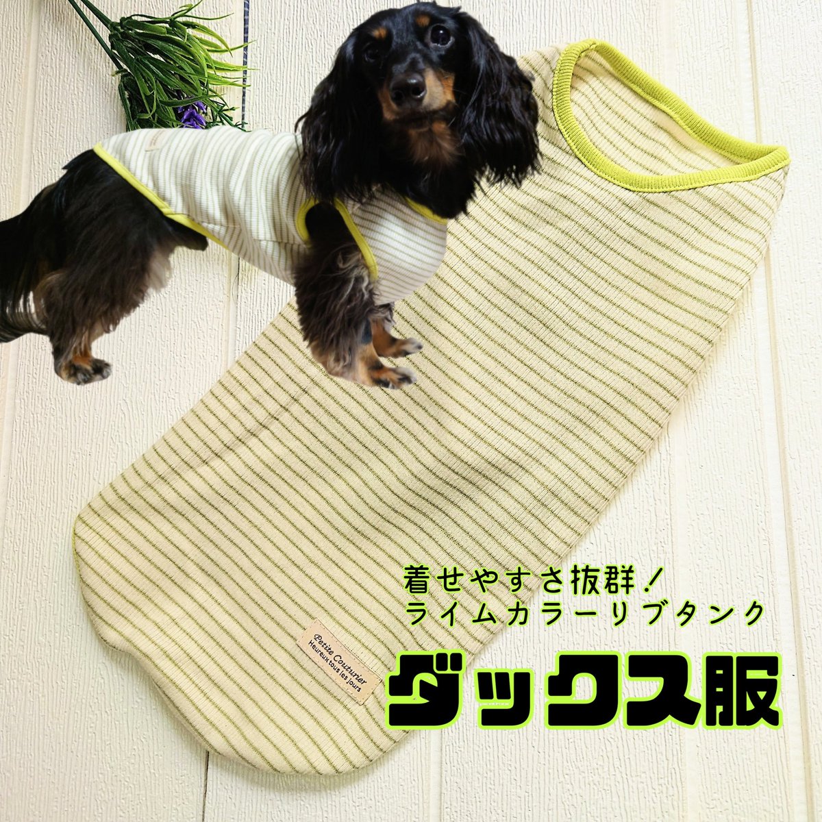 raimugidogs's tweet image. とっても着せやすい流行りのライムカラーのボーダーリブタンク販売開始しました〜💚うちのこの名前もライムです🤭笑 ぜひぜひ見てみてください😊残暑にぴったりなメッシュタンク各種もありますよ〜🍉🍋
#BEQUEM #ライむぎ工房
#メルカリShops  #ダックスサイズ