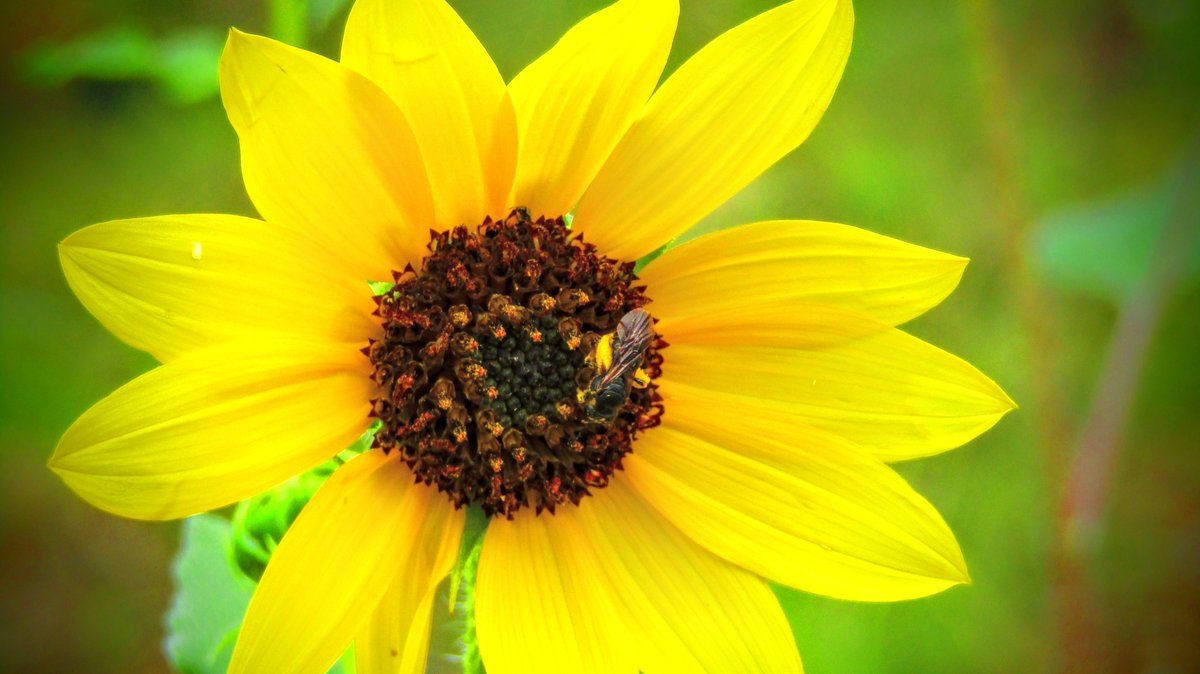 I have no idea what species of bee this is...I only stopped by for the flower!🌻🐝

🕉️

#InsectThursday #Insects #NativeBees #Bees #NaturePhotography #FlowerPhotography  
#Channel169 #Pollinators #FlowerPower