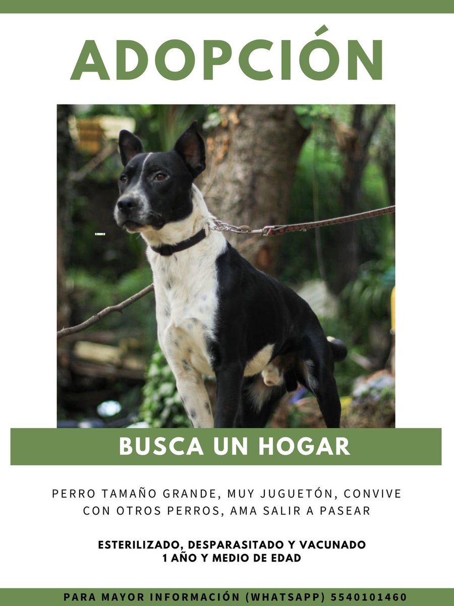 Analupao's tweet photo. Zeus tenía vagando 4 meses y nadie lo ayudo, lo atropellaron ya vencido se tiro en una panadería, pase y lo ayude ya tiene conmigo 2 meses está sano y recuperado una familia que lo ADOPTÉ por favor 🙏🏻@HuesitosDF @MrElDiablo8 @Apoyo_Croqueton @fundacion_j @fellpudito @de_anyel https://t.co/8m09XSx7pI