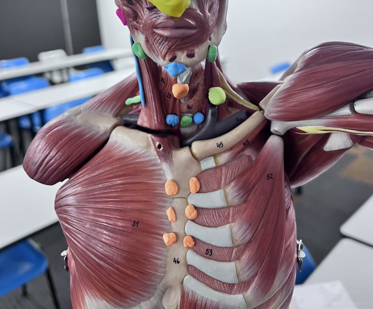 Dr Connor Blythe (PhD) tweet media