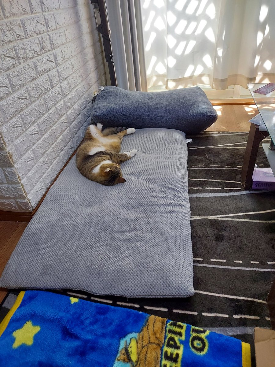 見てるだけで和む😂